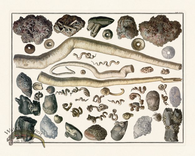 (image for) Seba B2 094 Barnacles