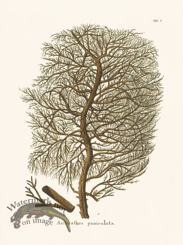 (image for) Esper Coral 005