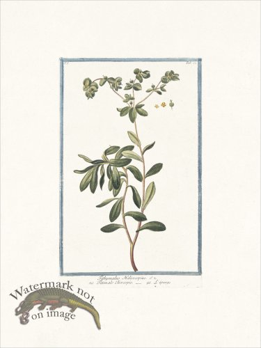 (image for) Bonelli 022 Wart- weed