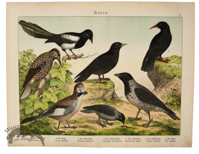 (image for) Magpie Jay