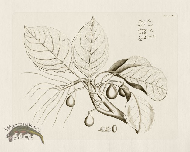 (image for) HORTUS VOL 04 10