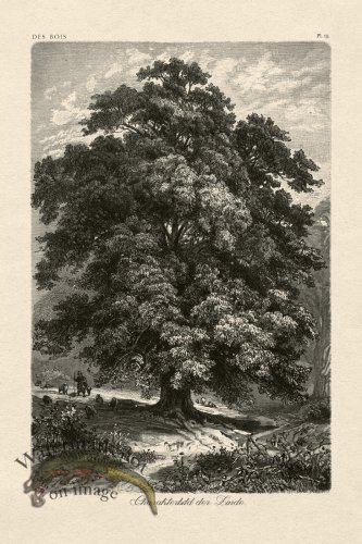(image for) Hoefer Tree 15