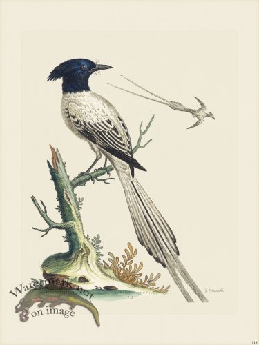 (image for) Edwards 113 Pyed of Paradise