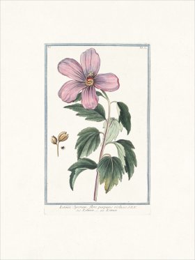 Bonelli 054 Rose of Sharon