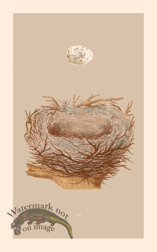 Morris Nest 06