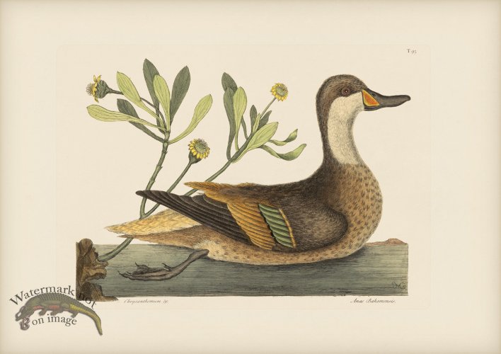 (image for) 093 White Cheeked Pintail