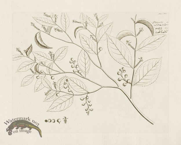 (image for) HORTUS VOl 05 05