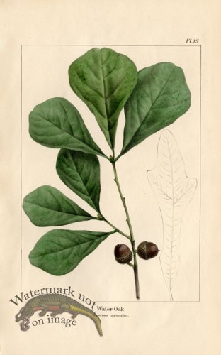 (image for) Water Oak