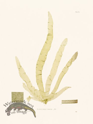 (image for) Bradbury Seaweed 151