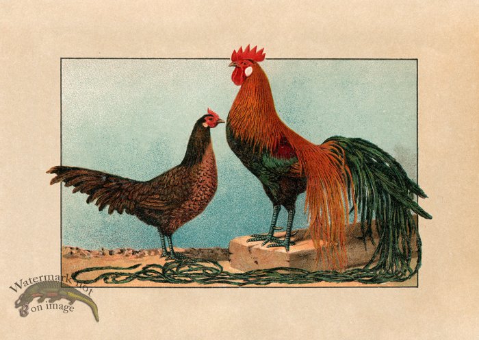 (image for) Chicken 03