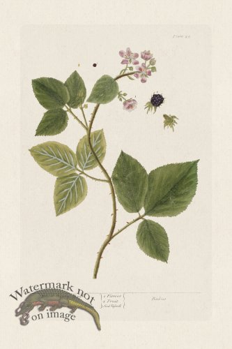 (image for) BEE 045 Black Berry Bush