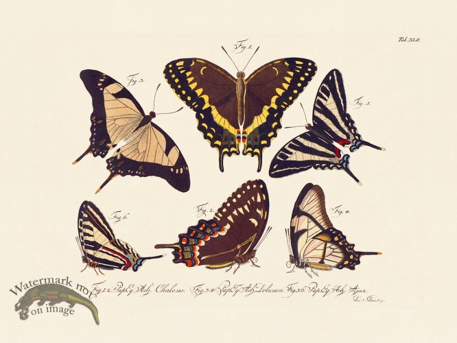 (image for) Jablonsky Butterfly 042