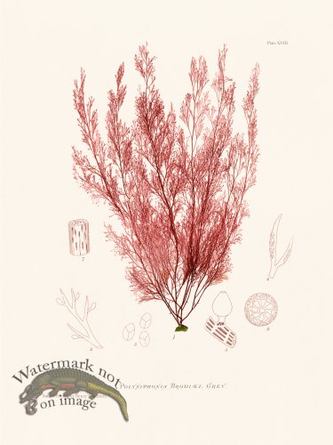 (image for) Bradbury Seaweed 018