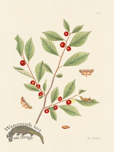 (image for) Abbot Butterfly 086