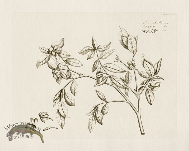 (image for) HORTUS VOl 06 49