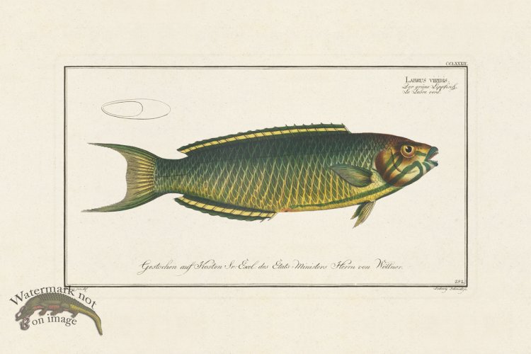 (image for) BLOCH FISH 282