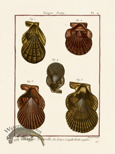 (image for) Diderot Shell 11