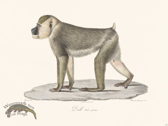 Cuvier 336 Drill Very Young