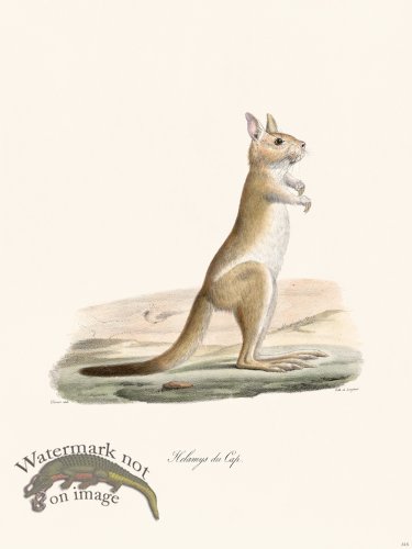 (image for) Cuvier 315 Cape Helamys