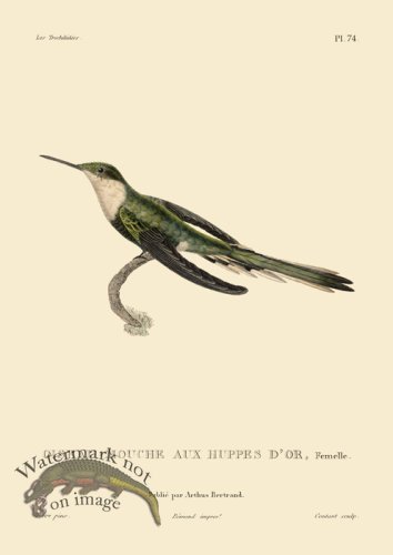 (image for) Humming Bird 74