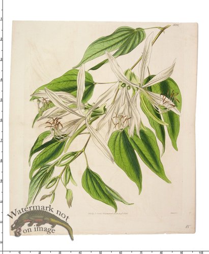 (image for) Curtis Botanical 028