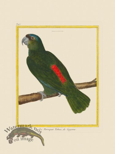 (image for) Martinet Bird 840