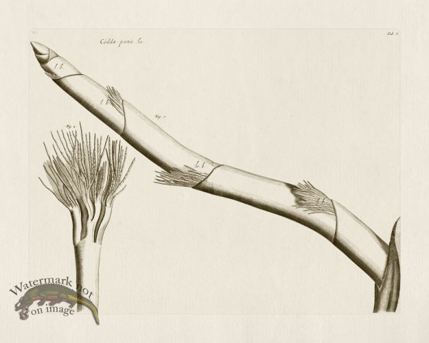 (image for) HORTUS VOl 03 08