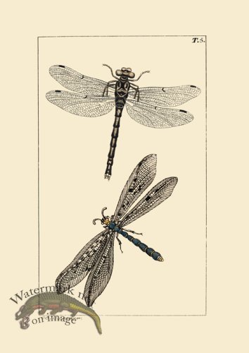 (image for) Dragon Fly 05