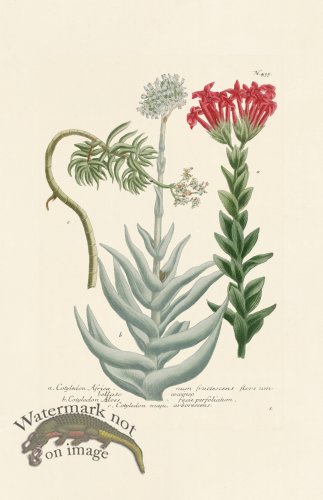 (image for) Weinmann PL 435