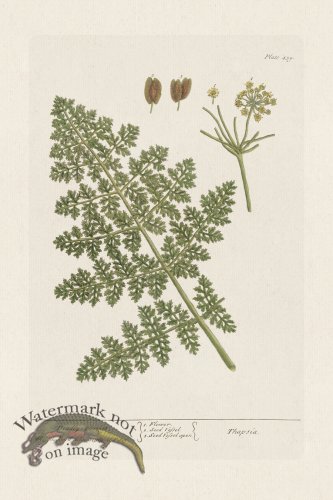 (image for) BEE 459 Deadly Carrot