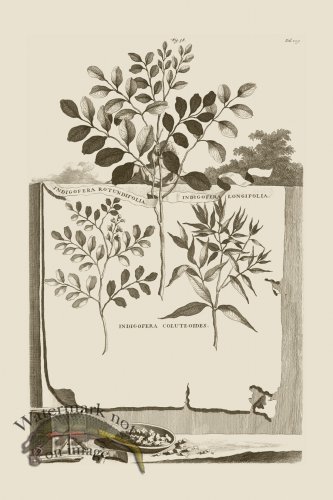 (image for) Abraham Munting 058