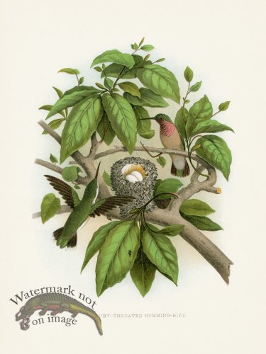 (image for) Thomas Gentry Bird 31