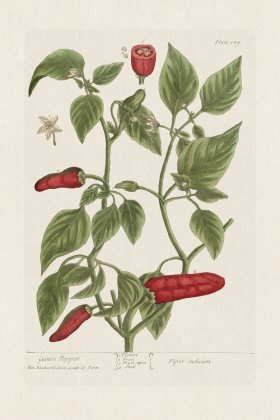 BEE 129 Guinea Pepper