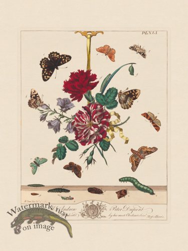 (image for) Moses Harris Insects 41