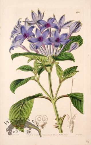 (image for) Cbms_0087