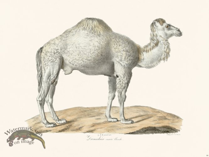 (image for) Cuvier 080 Arabian Camel