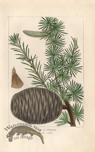 (image for) Cedar of Lebanon