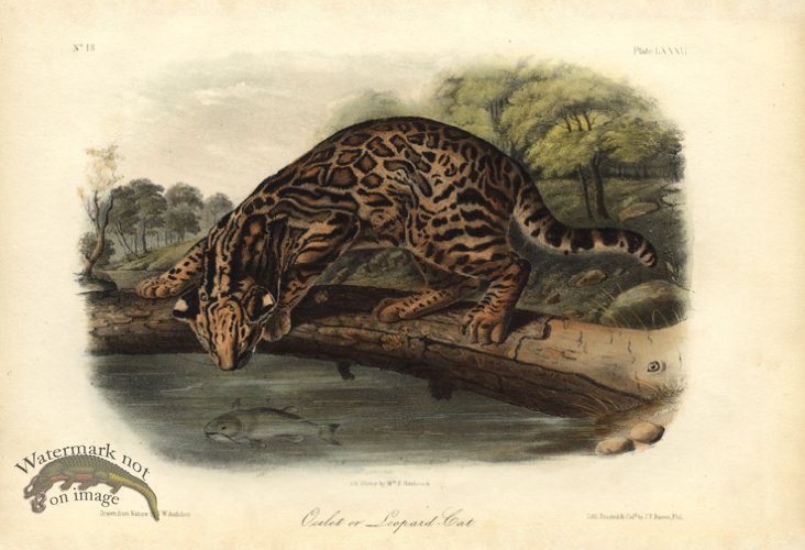 (image for) Ocelot leopard cat