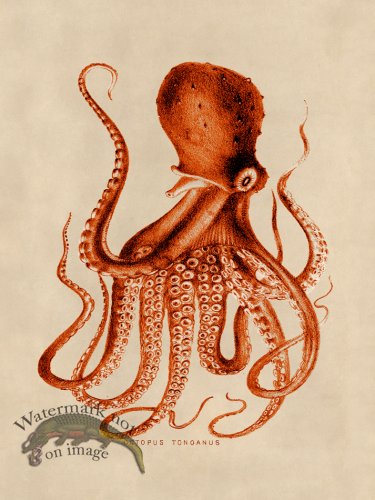(image for) Octopus Orange 09