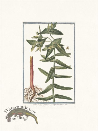 (image for) Bonelli 021 Tithymalus latifolius