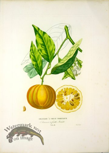 (image for) Des Orangers 11