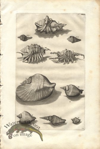 (image for) Rumphius 36