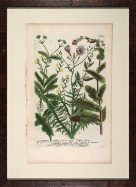 Weinmann Floated Burl 726 01