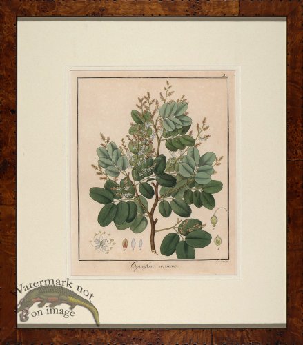 (image for) Hayne\'s Botanical in Burl 13