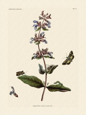 Wilkes Butterflies 047