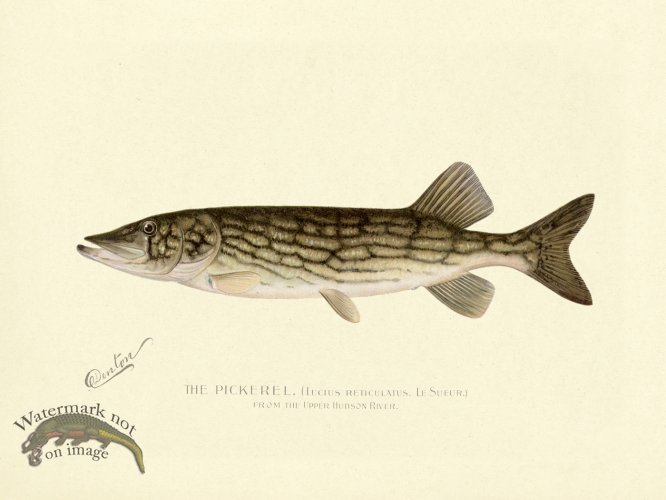 (image for) Pickerel - from Hudson River