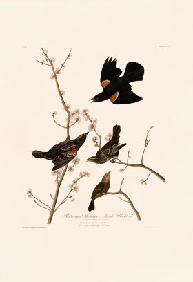 067 Red winged Starling
