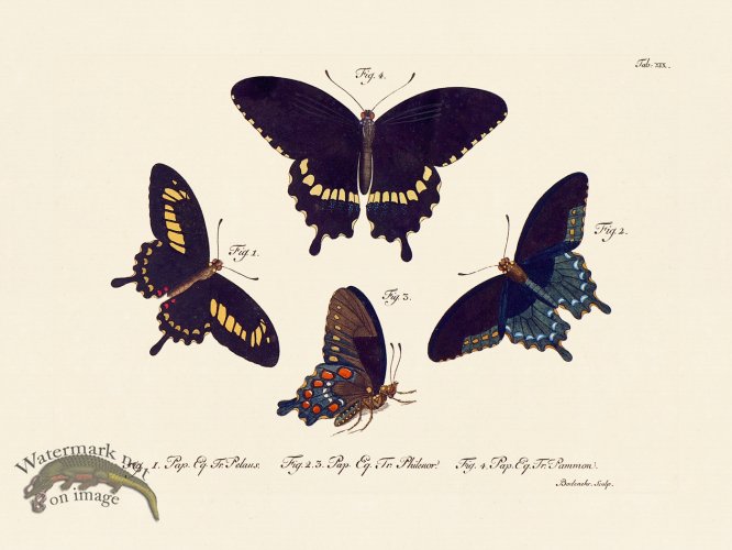 Jablonsky Butterfly 019