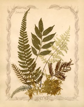 (image for) Jamaican Fern 7oc