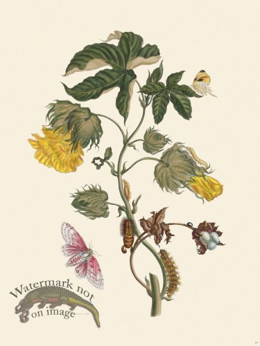 (image for) Merian Metamorphosis 10